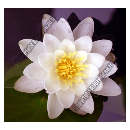 Nymphaea 'Marliacea Carnea'