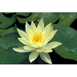 Nymphaea 'Marliacea Chromatella'