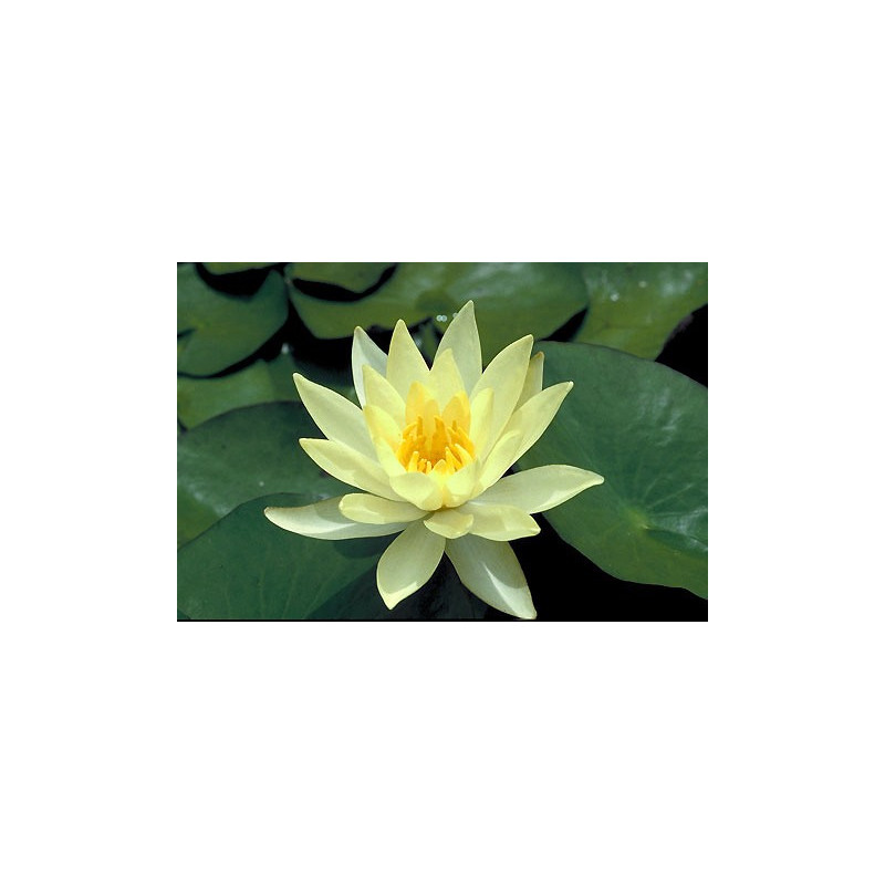 Nymphaea 'Marliacea Chromatella'