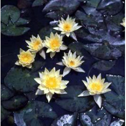 Nymphaea 'Moorei'