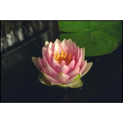 Nymphaea 'Mrs Wilfron Gonnere'