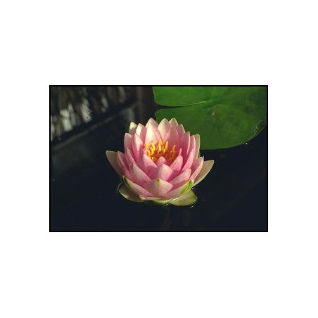 Nymphaea 'Mrs Wilfron Gonnere'