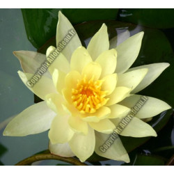 Nymphaea 'Odorata Sulphurea'