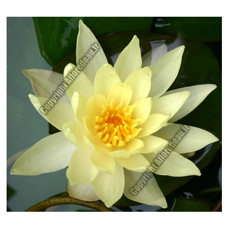 Nymphaea 'Odorata Sulphurea'