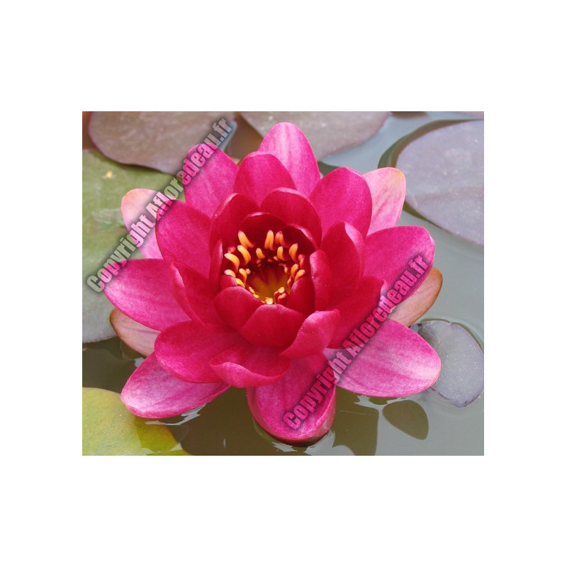 Nymphaea 'Perrys Babby Red' (nain)