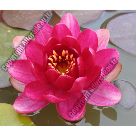 Nymphaea 'Perrys Babby Red' (nain)