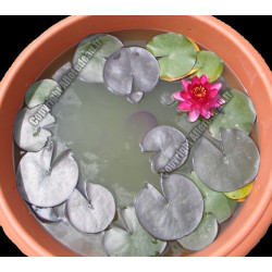 Nymphaea 'Perrys Babby Red' (nain)