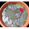 Nymphaea 'Perrys Babby Red' (nain)