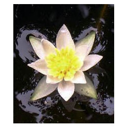 Nymphaea 'Pygmea Alba' (nain)