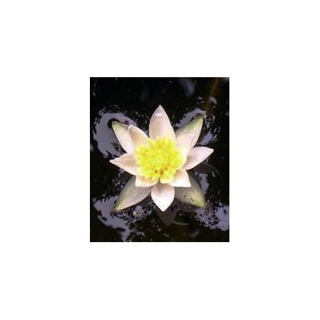 Nymphaea 'Pygmea Alba' (nain)