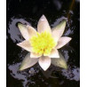 Nymphaea 'Pygmea Alba' (nain)