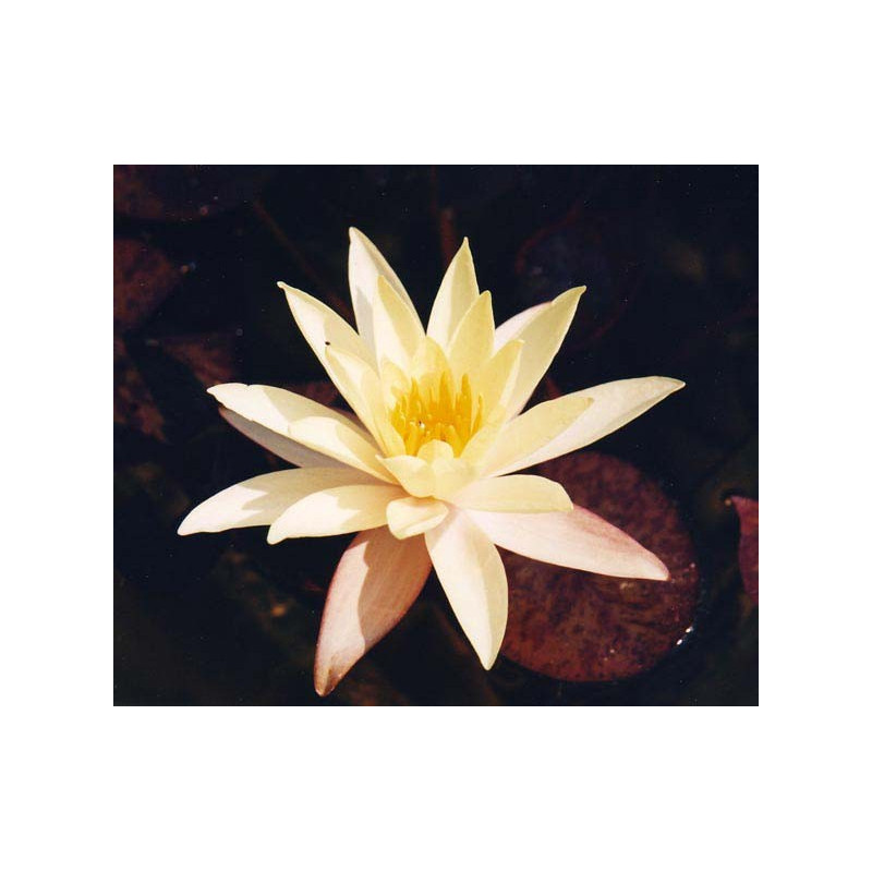 Nymphaea 'Pygmea Helveola' (nain)