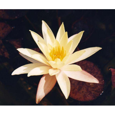 Nymphaea 'Pygmea Helveola' (nain)