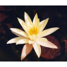 Nymphaea 'Pygmea Helveola' (nain)