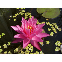 Nymphaea 'Pygmea Rubra' (nain)