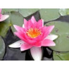 Nymphaea 'Rene Gerard Rouge'