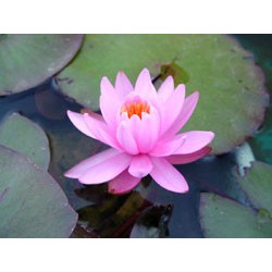 Nymphaea 'Rose Arey'