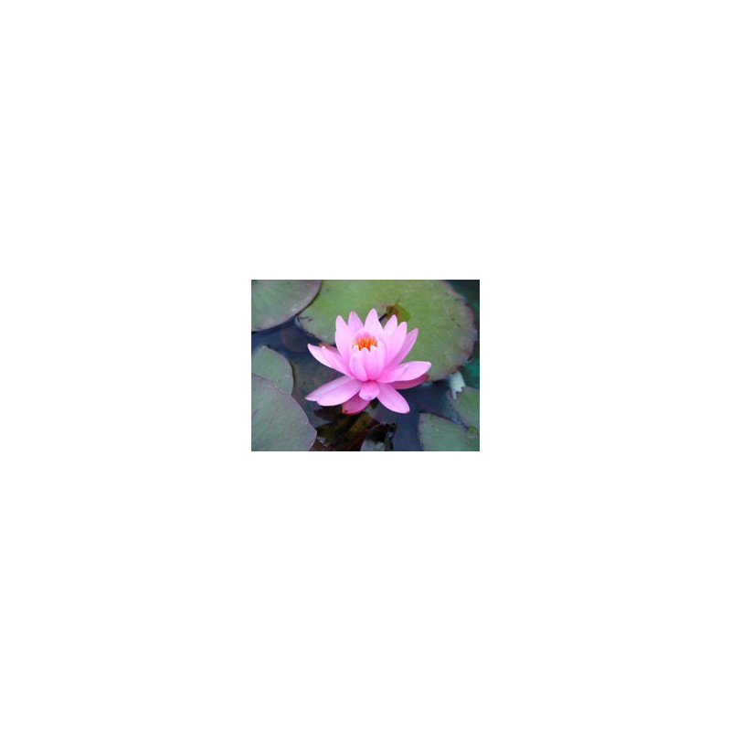 Nymphaea 'Rose Arey'