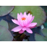 Nymphaea 'Rose Arey'