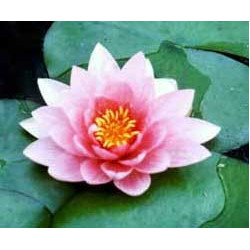 Nymphaea 'Rose Nymphe'