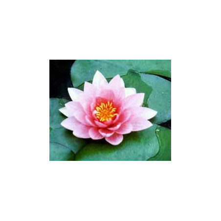 Nymphaea 'Rose Nymphe'