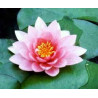 Nymphaea 'Rose Nymphe'