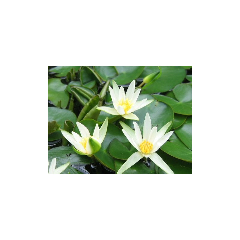 Nymphaea 'Tetragona' (nain)