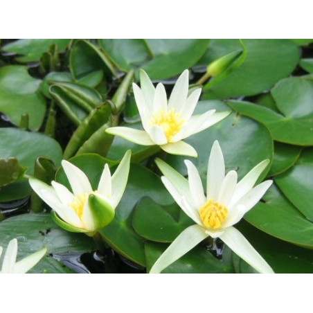 Nymphaea 'Tetragona' (nain)