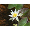 Nymphaea 'Tetragona' (nain)
