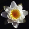 Nymphaea 'Virginalis'