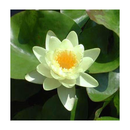 Nymphaea 'Walter Pagels' (nain)