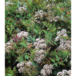 Oenanthe fistulosa 'flamingo'