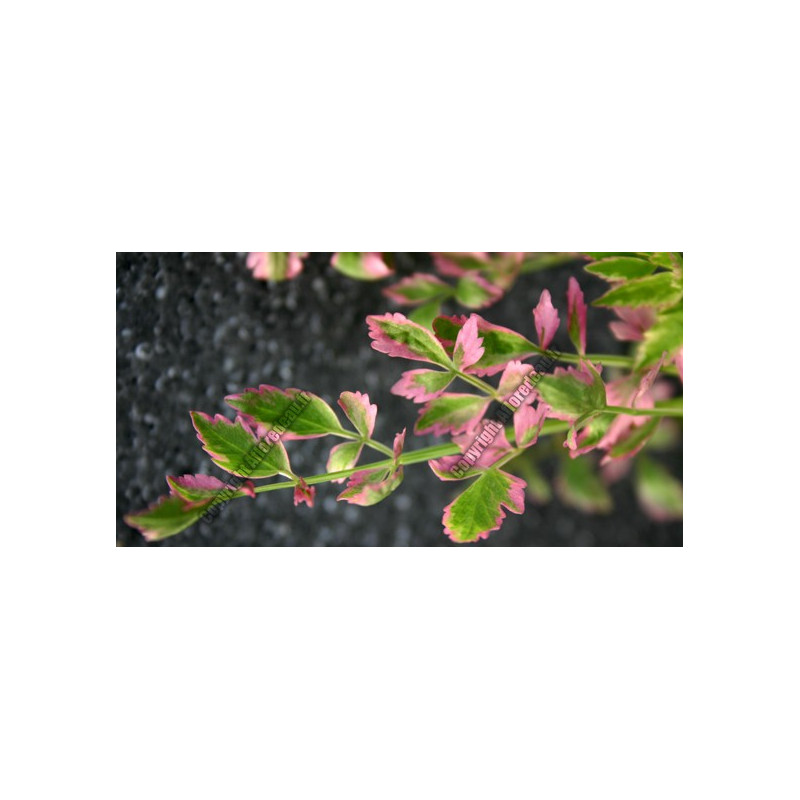 Oenanthe fistulosa 'flamingo'