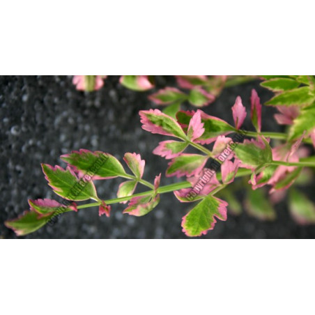 Oenanthe fistulosa 'flamingo'