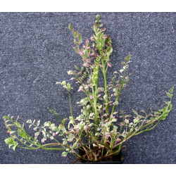 Oenanthe fistulosa 'flamingo'