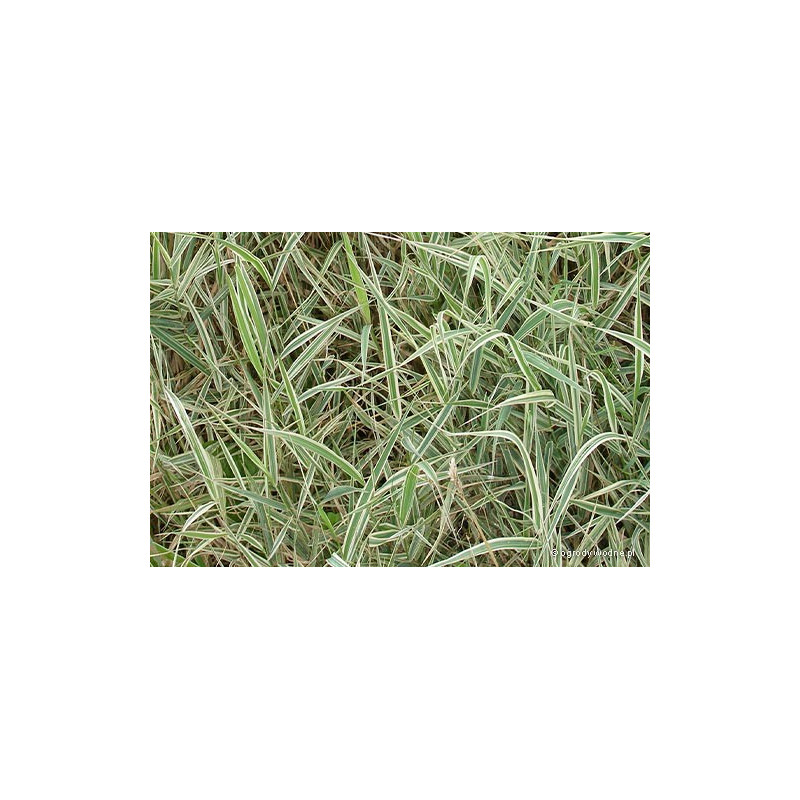 Phalaris arundinacea picta