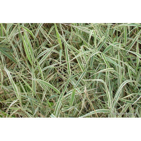Phalaris arundinacea picta