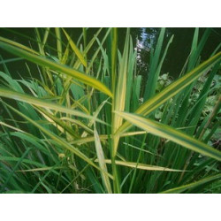 Phragmites australis variegata