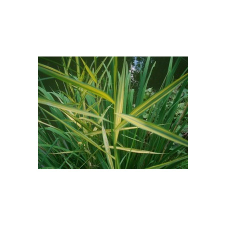 Phragmites australis variegata