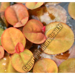 Phyllanthus fluitans (lentille rouge)