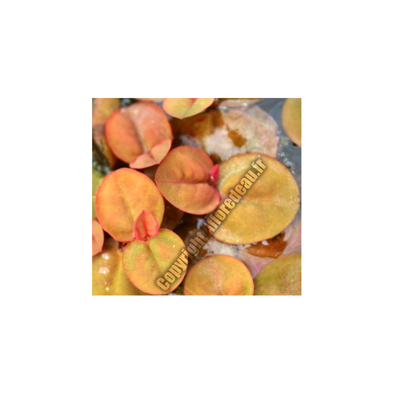 Phyllanthus fluitans (lentille rouge)