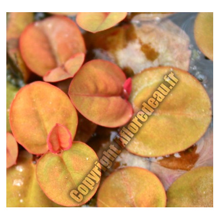 Phyllanthus fluitans (lentille rouge)