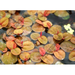 Phyllanthus fluitans (lentille rouge)