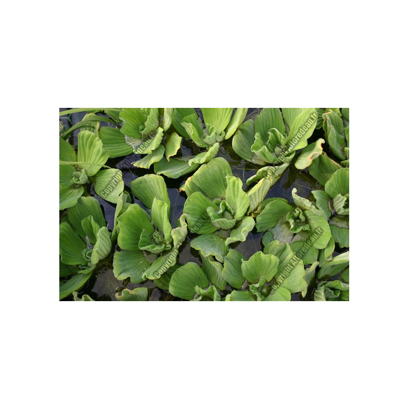 Pistia stratiotes (Laitue d'eau)