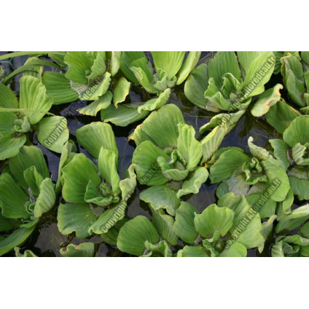 Pistia stratiotes (Laitue d'eau)