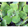 Pistia stratiotes (Laitue d'eau)