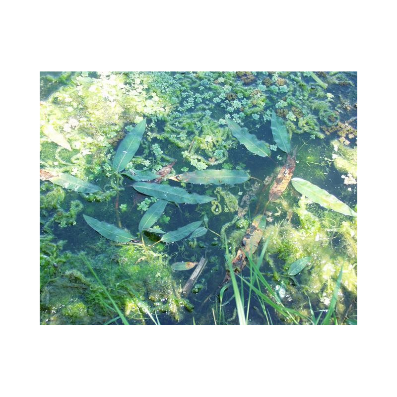 Polygonium amphibium (persicaria)