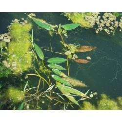 Polygonium amphibium (persicaria)