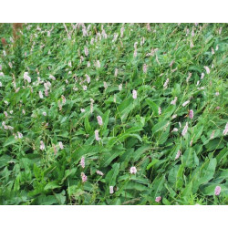 Polygonium bistorta (persicaria)