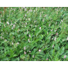Polygonium bistorta (persicaria)